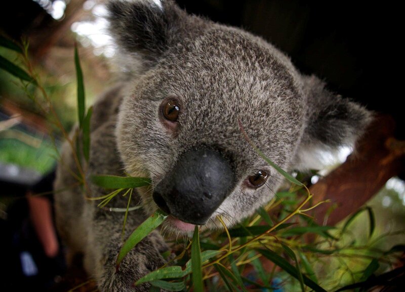 Koala Eating Eucalyptus — Gray, Calm