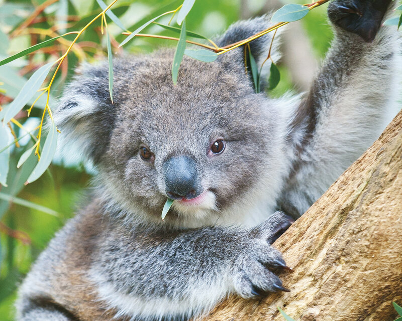 Koala Eating Eucalyptus — Gray