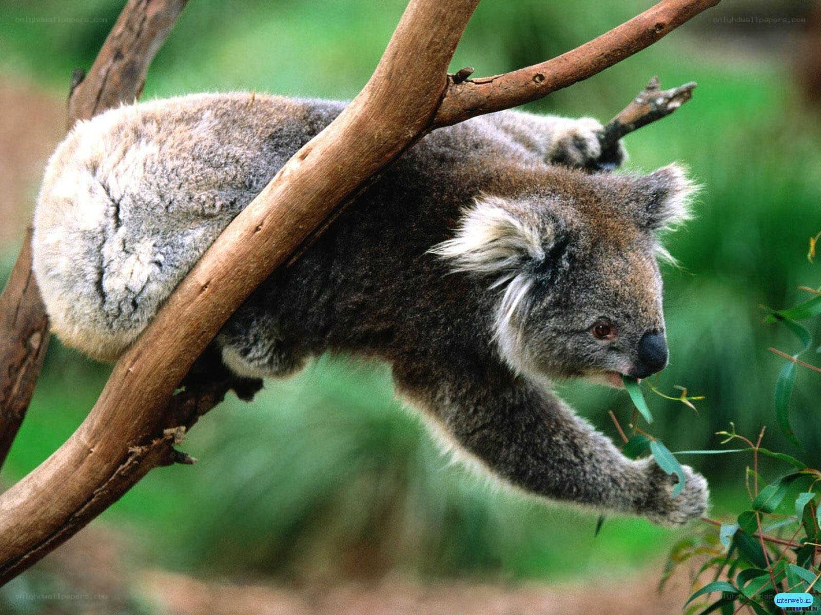 koala eating eucalyptus leaf