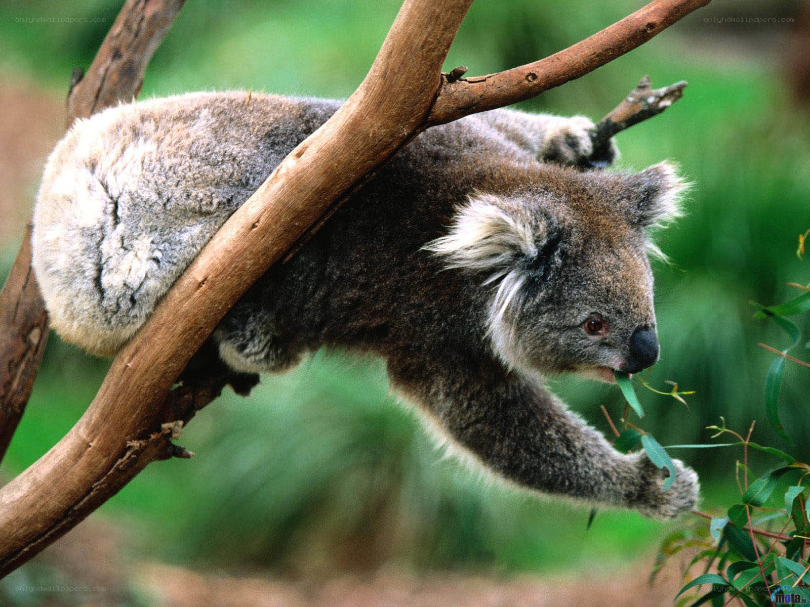 koala eating eucalyptus leaf