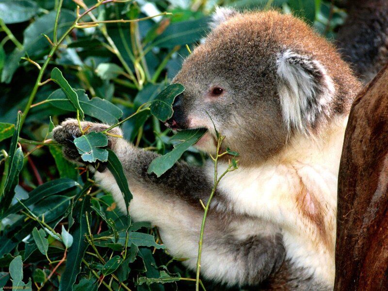 koala eating eucalyptus leaves