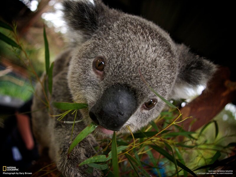 koala eating eucalyptus leaves