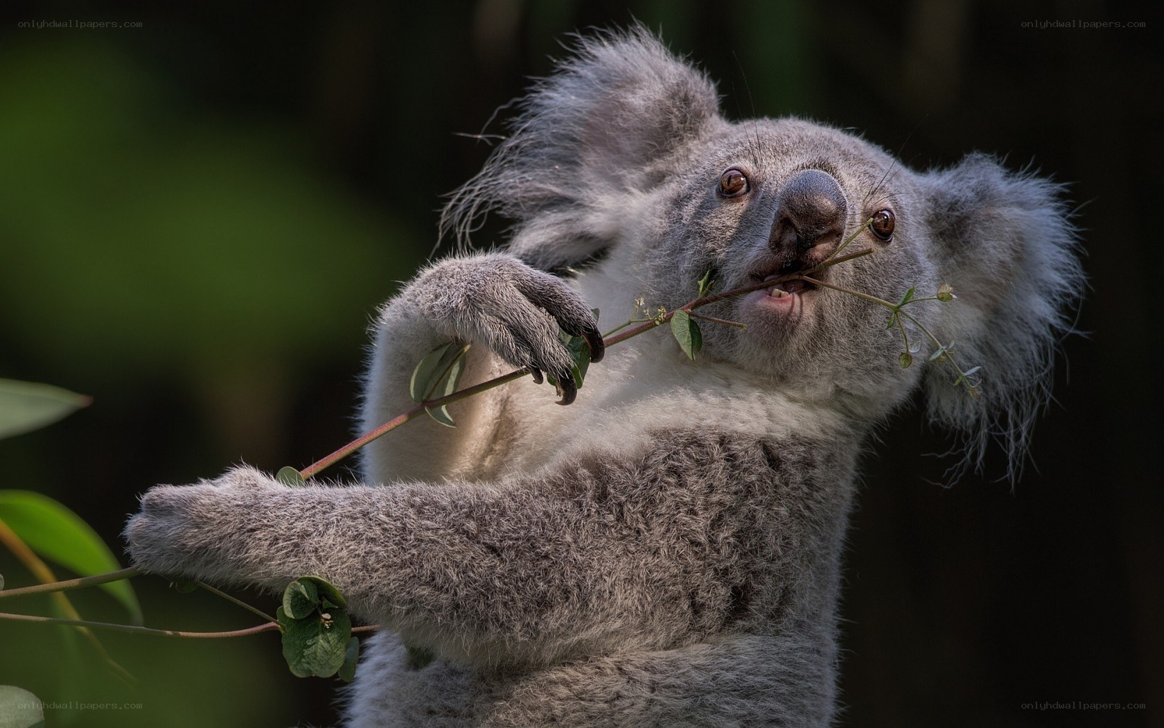 koala eating eucalyptus