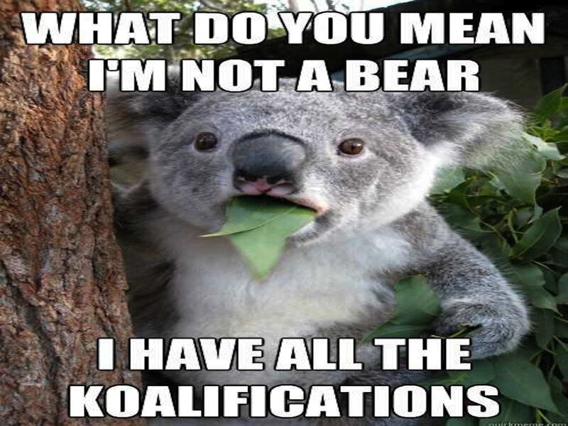 Koala Eating Leaf