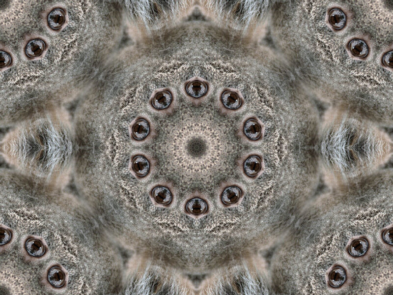 Koala eyes kaleidoscope