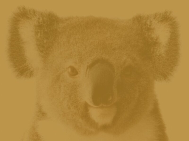 koala face with yellow tint