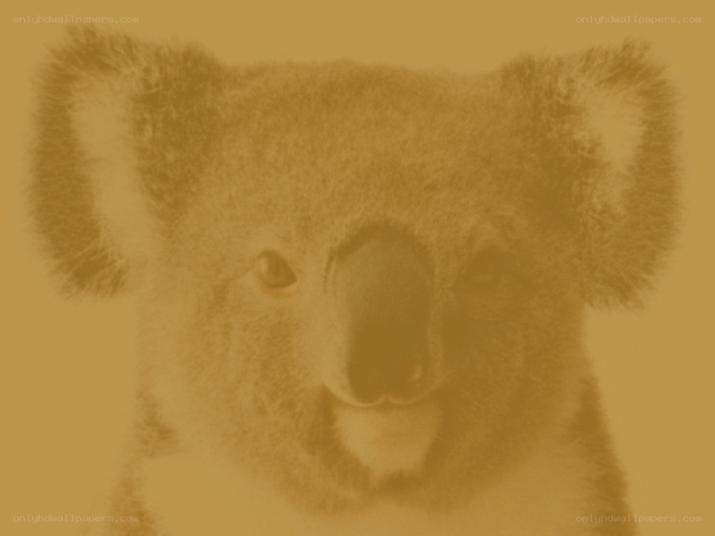 koala face with yellow tint