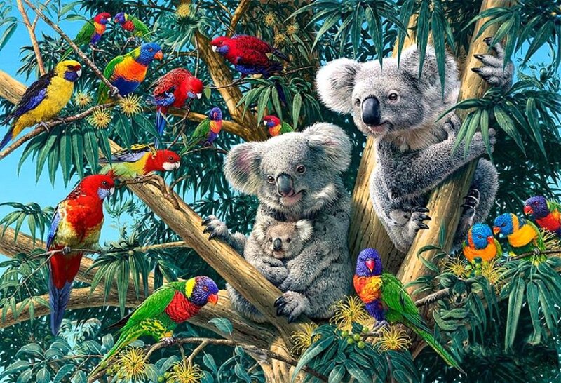 Koala Family in Tree