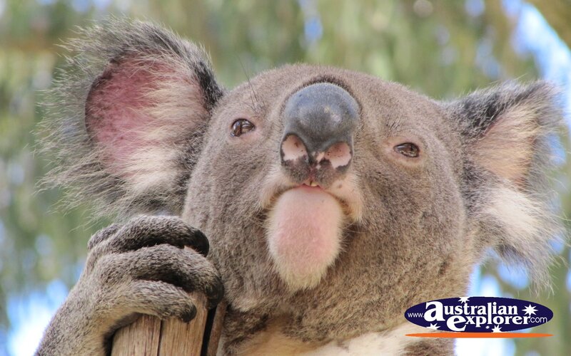 Koala Holding Branch