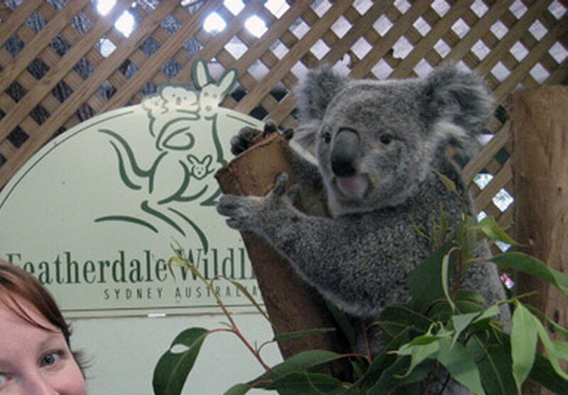 Koala Holding Eucalyptus