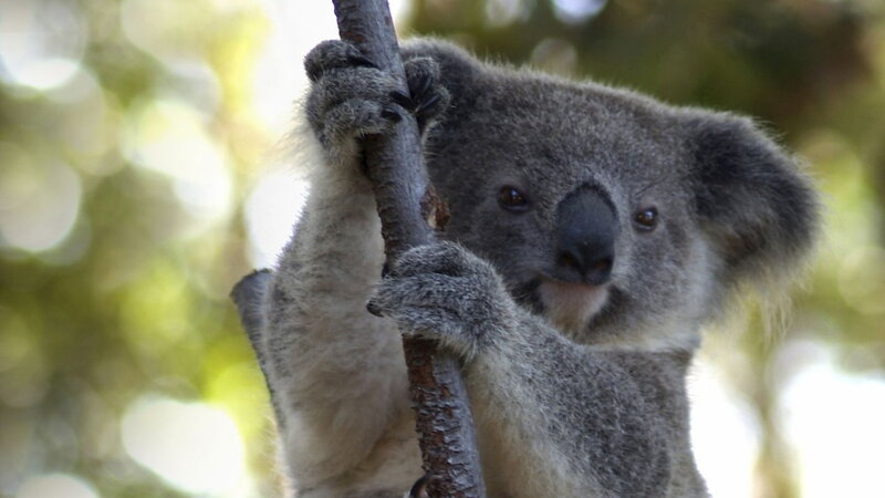Koala Holding Tree Branch