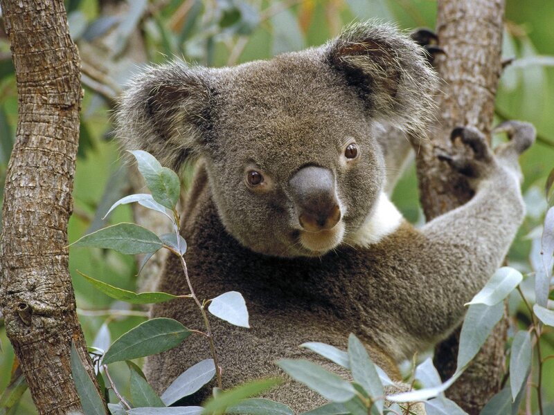koala in a eucalyptus tree