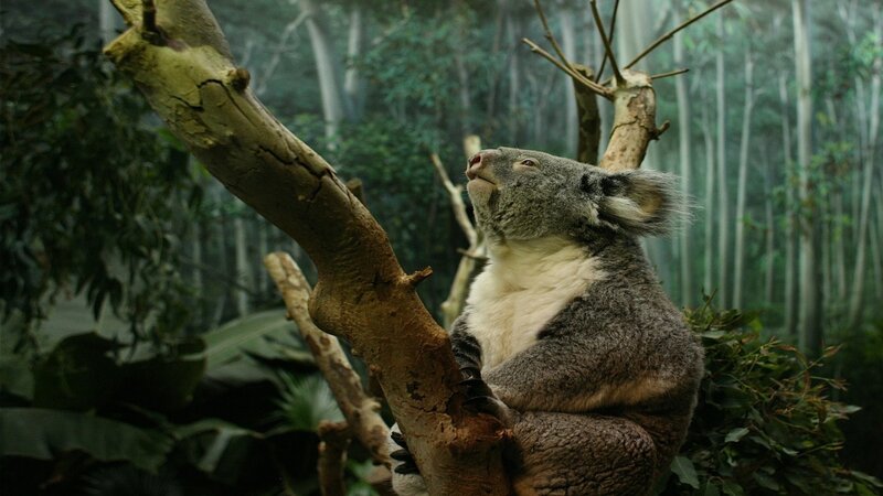 koala in a tree