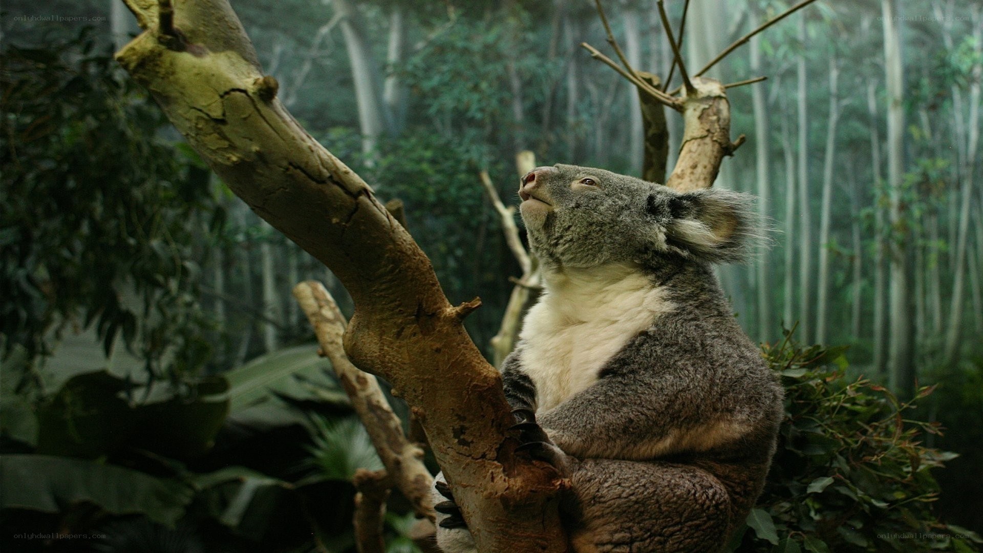 koala in a tree