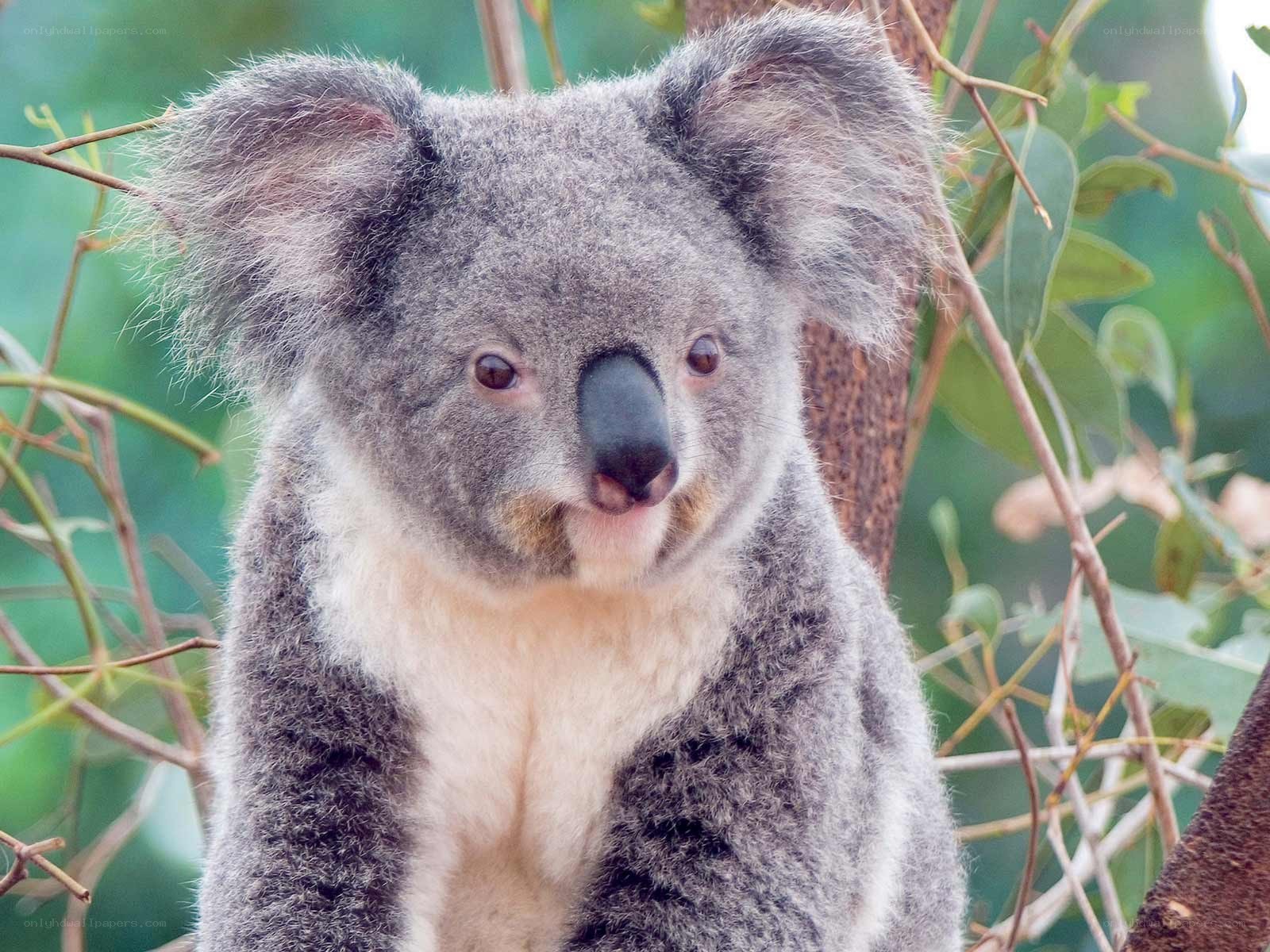 koala in a tree