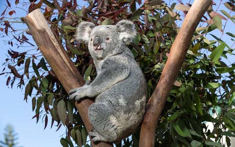 koala in a tree