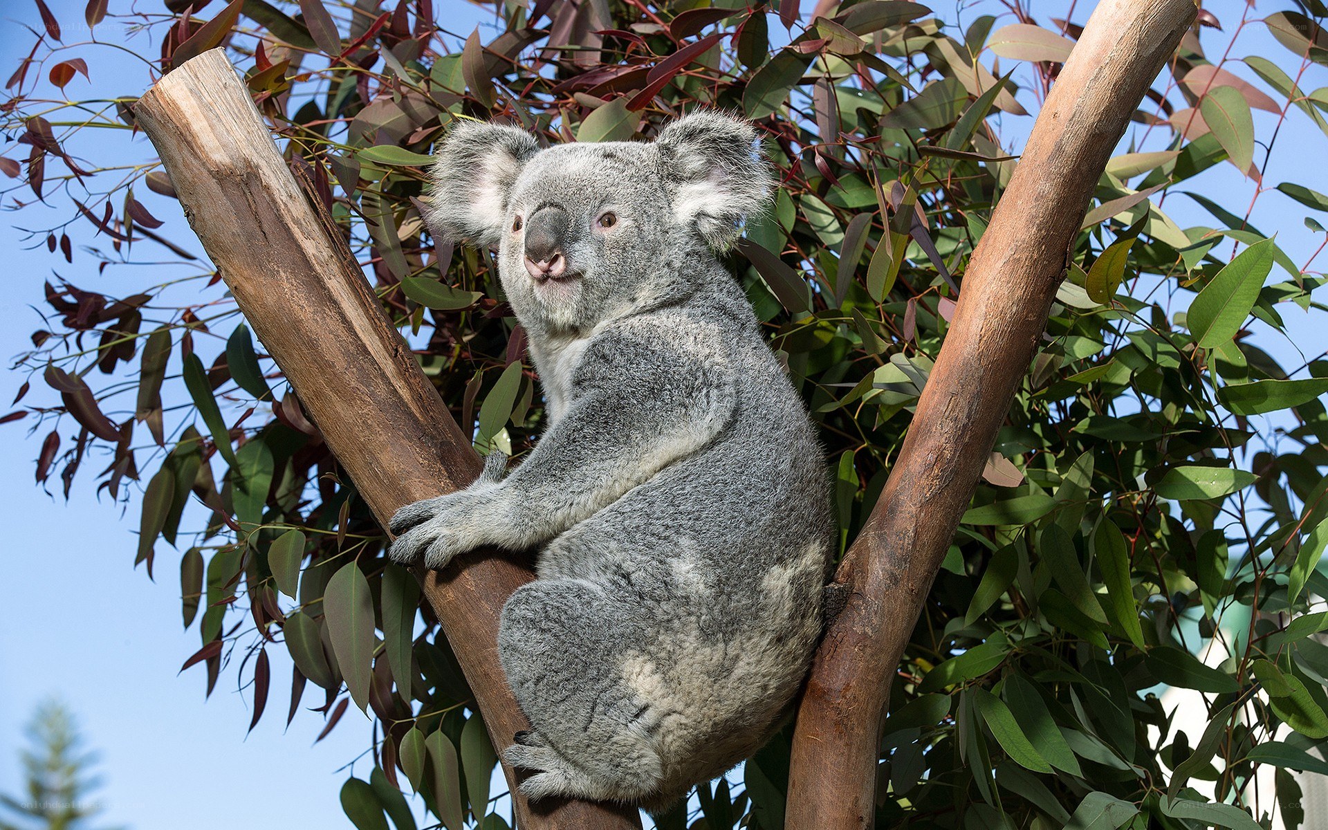 koala in a tree