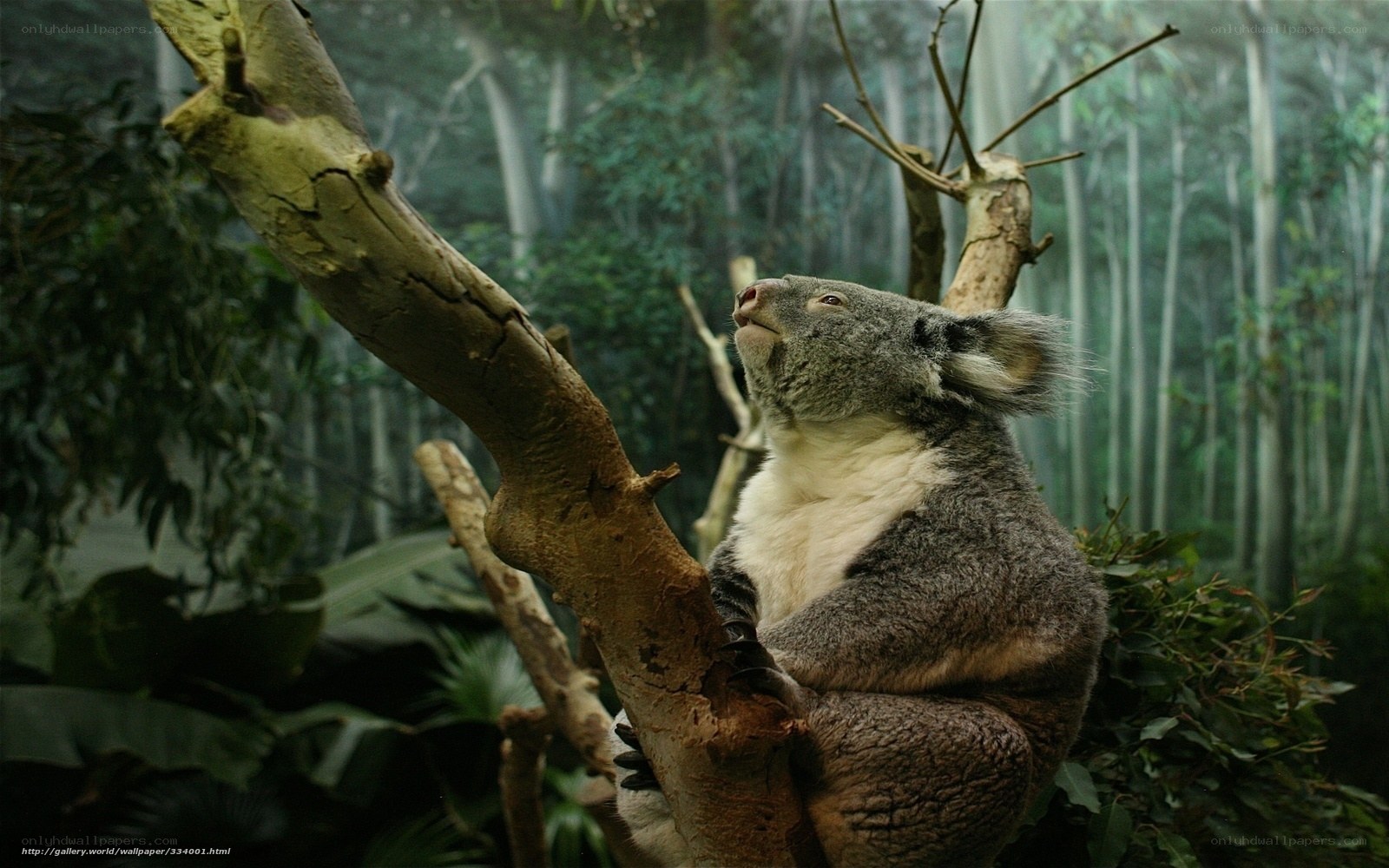 Koala in a tree