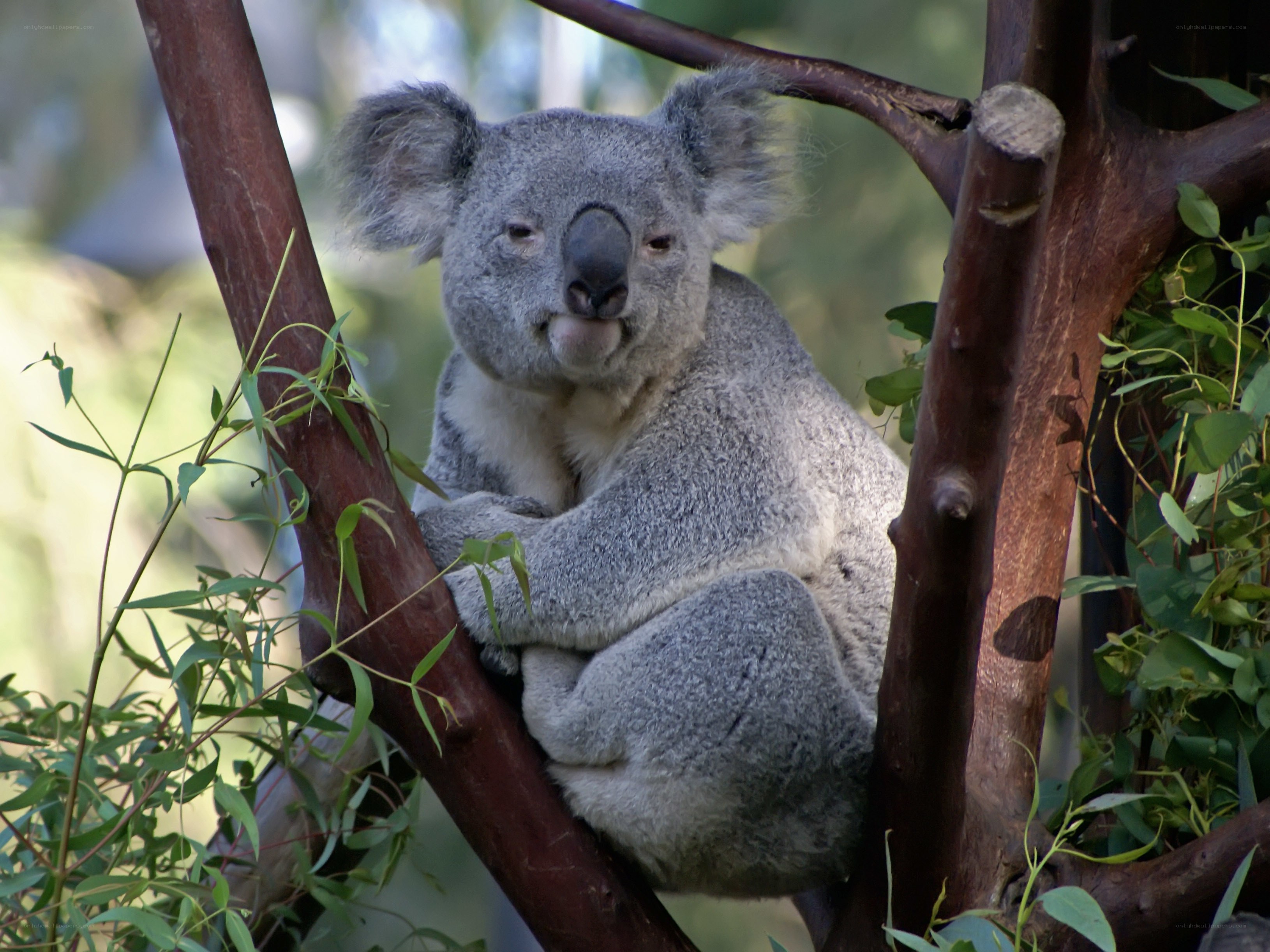 koala in a tree