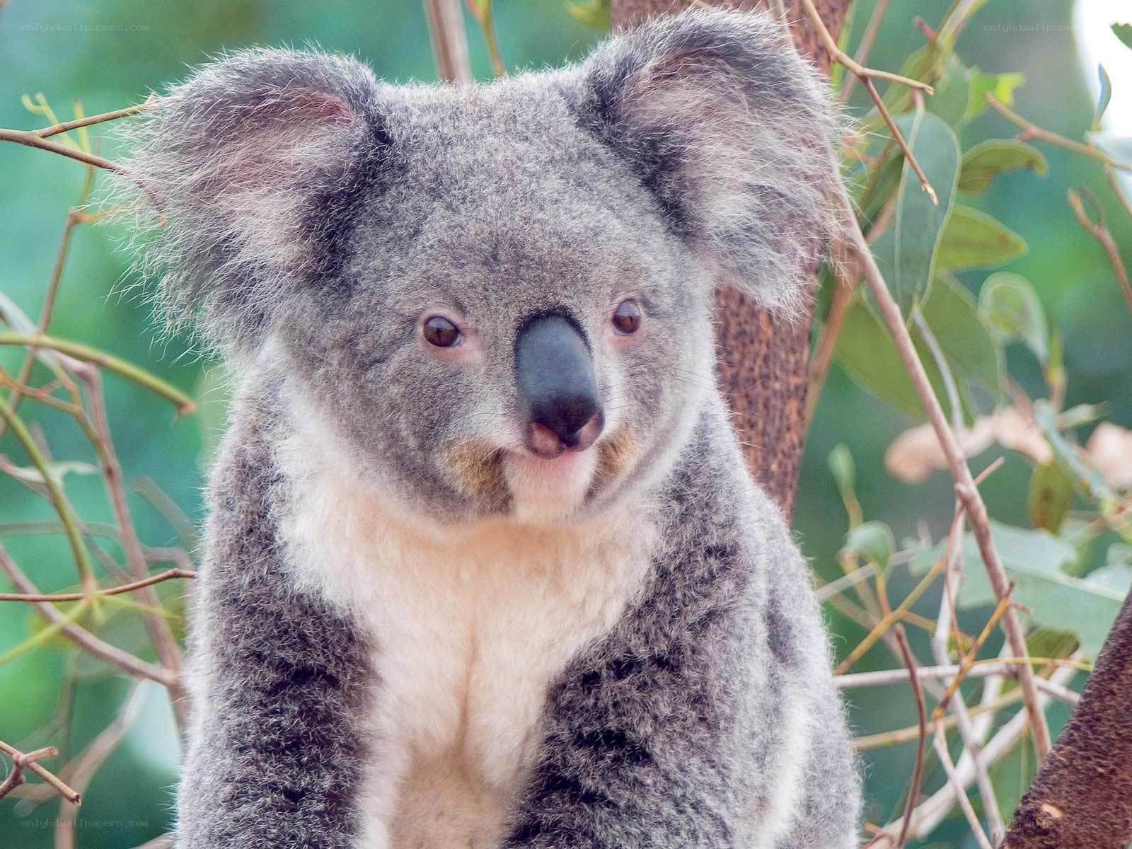 koala in a tree