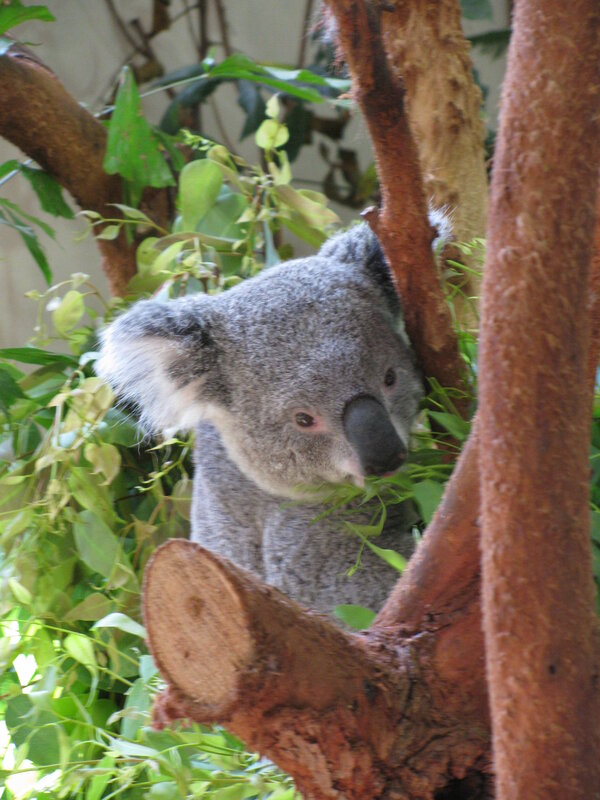 koala in a tree
