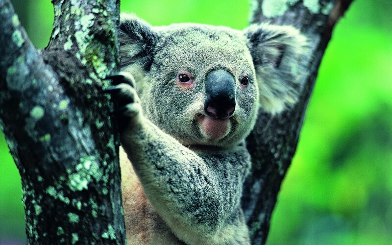 Koala in a tree