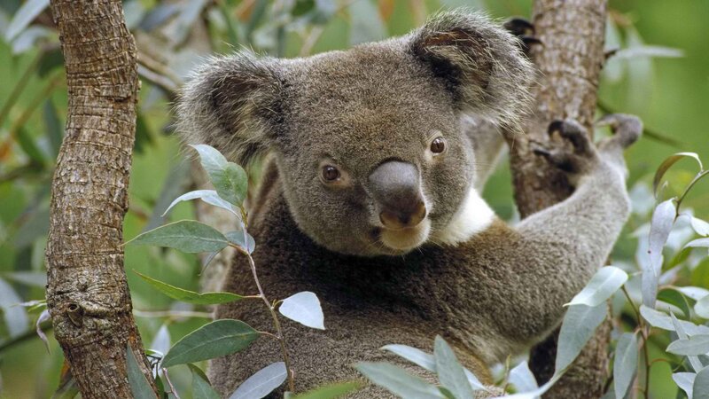 koala in a tree