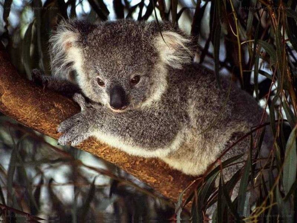 koala in a tree