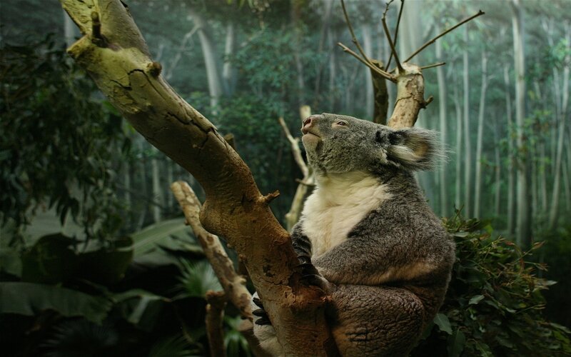 Koala in a tree