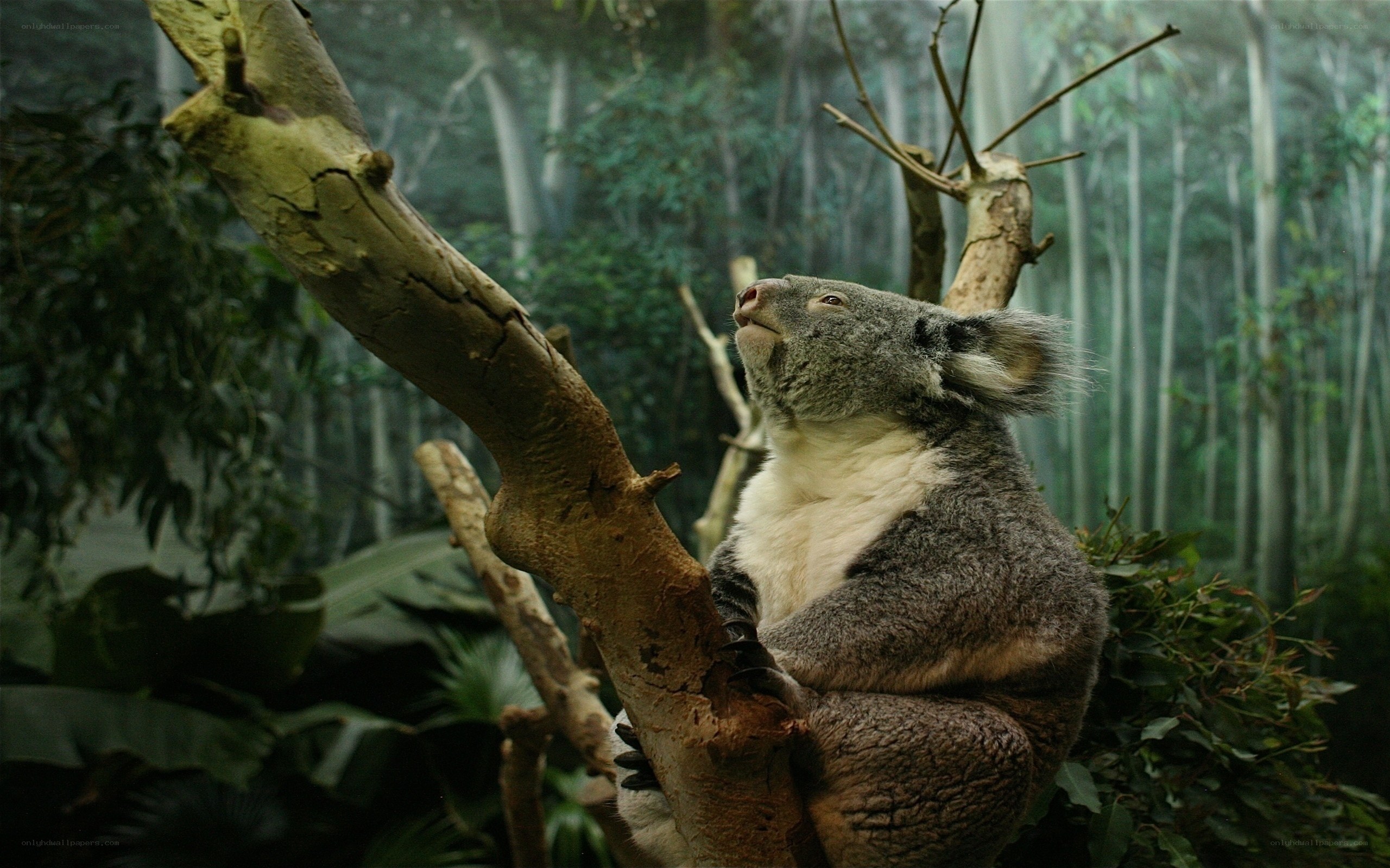 Koala in a tree