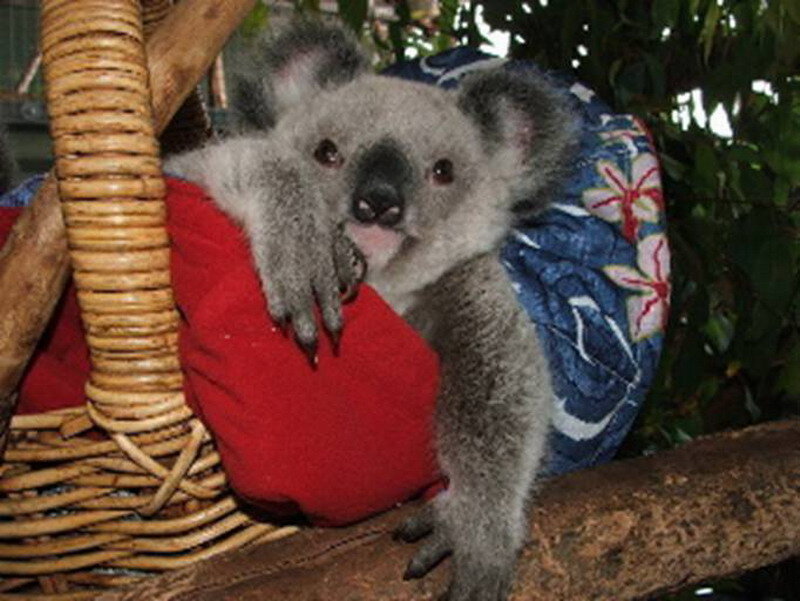 Koala in Basket