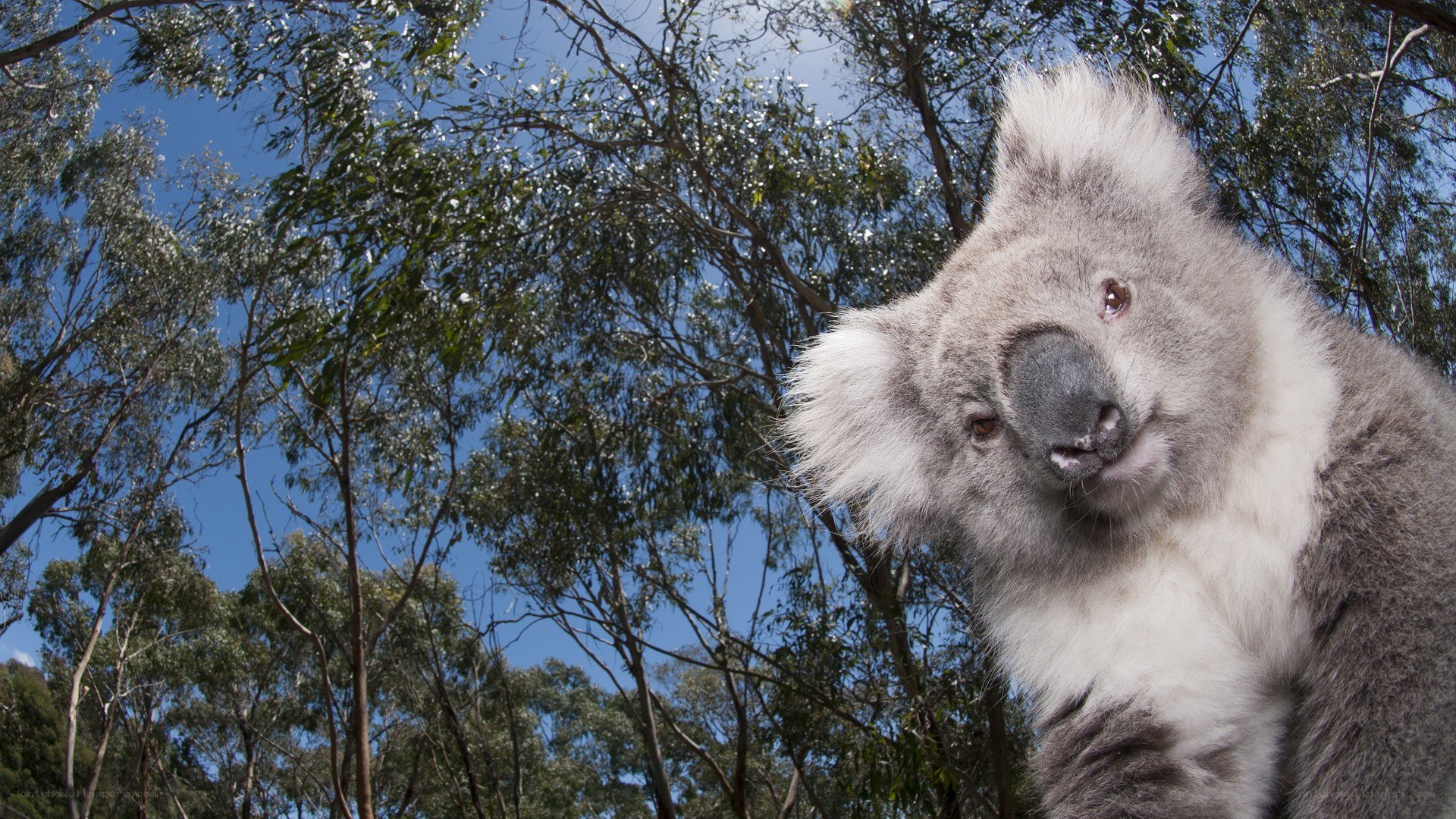 koala in eucalyptus forest