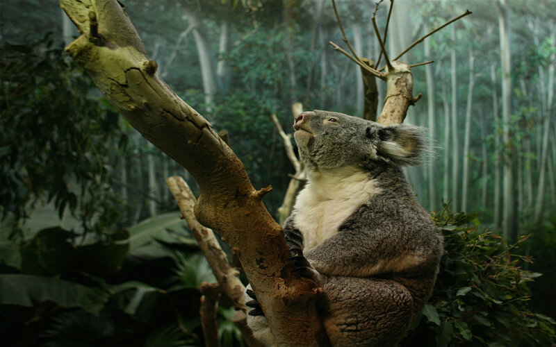 koala in eucalyptus forest