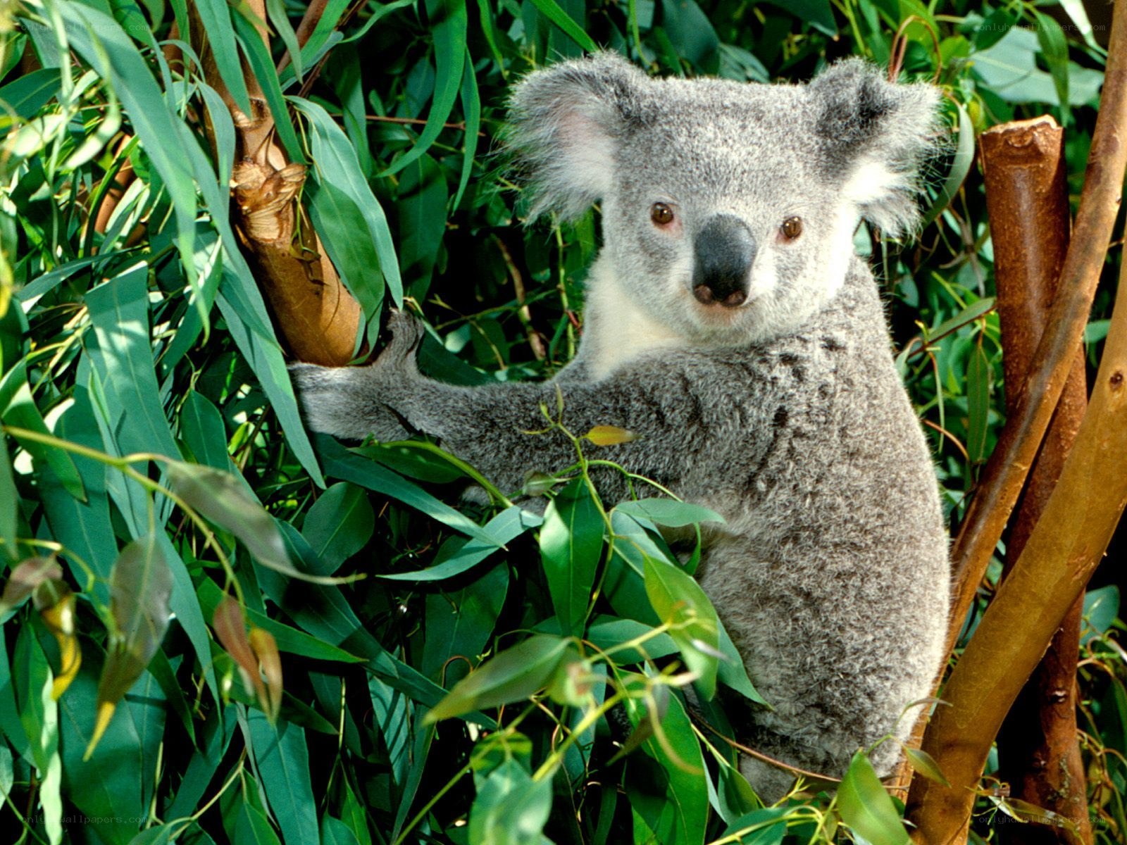 koala in eucalyptus tree