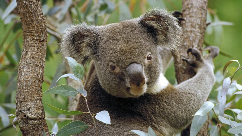 koala in eucalyptus tree