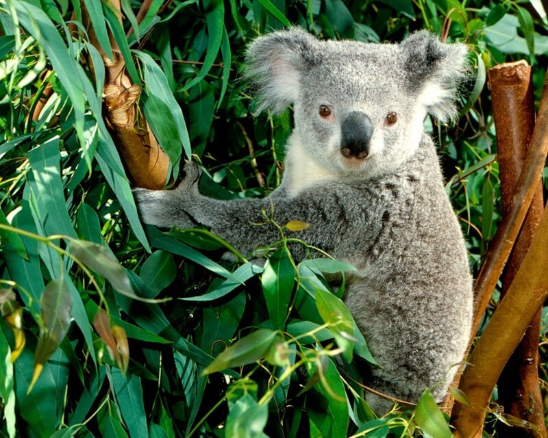 koala in eucalyptus tree