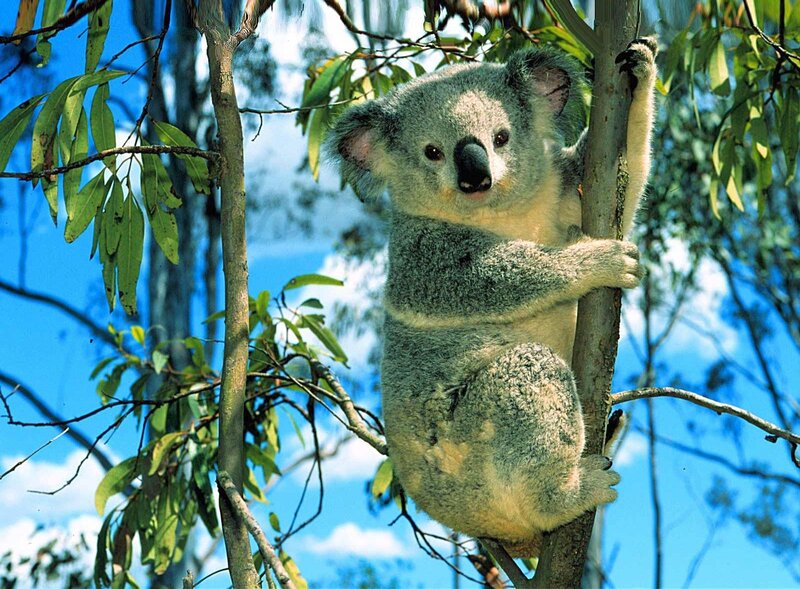 Koala in Eucalyptus Tree — Blue, Calm, Afternoon, Photograph, Leaves