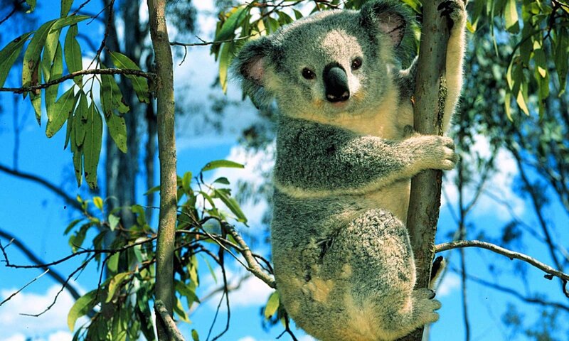 Koala in Eucalyptus Tree — Blue, Calm, Afternoon, Photograph
