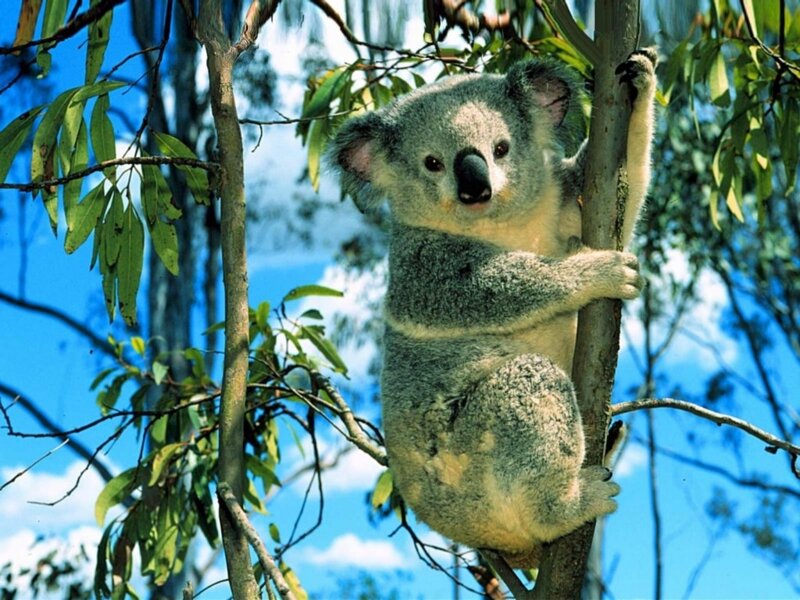 Koala in Eucalyptus Tree — Blue, Calm, Afternoon