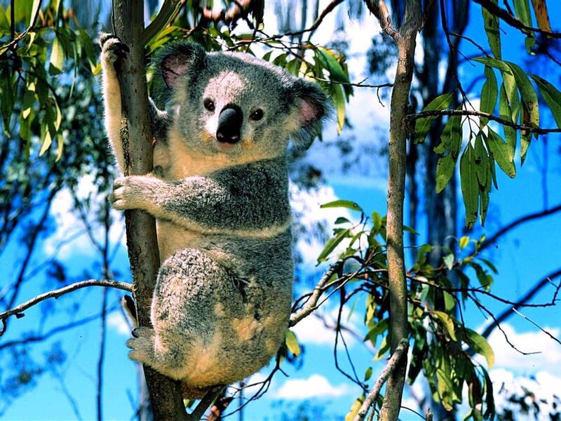 Koala in Eucalyptus Tree — Blue