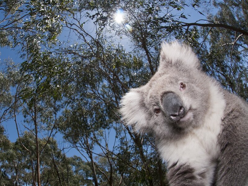 Koala in Eucalyptus Tree — Gray, Calm, Afternoon, Photograph, Sun
