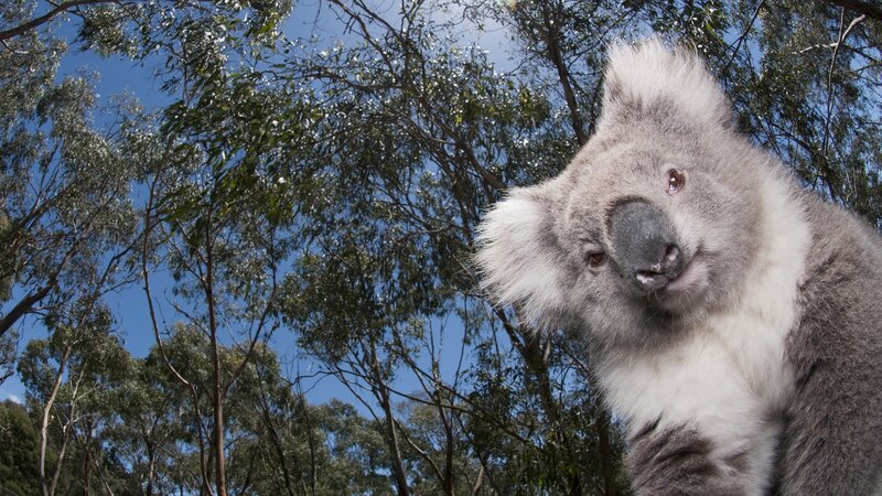 Koala in Eucalyptus Tree — Gray, Calm, Afternoon, Photograph
