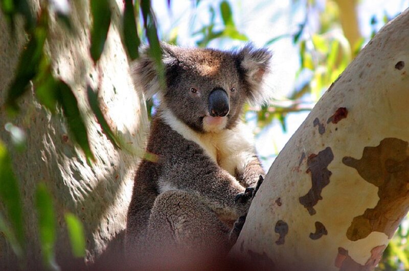 Koala in Eucalyptus Tree — Gray, Calm, Afternoon