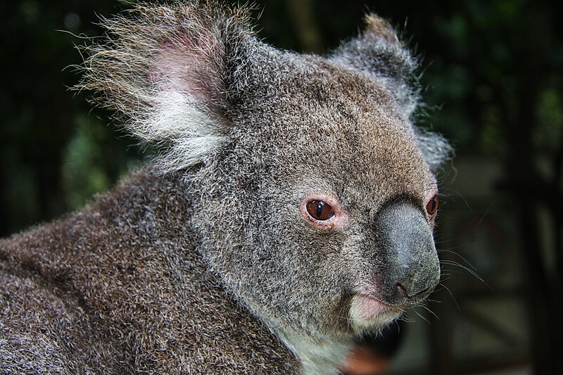 Koala in Forest