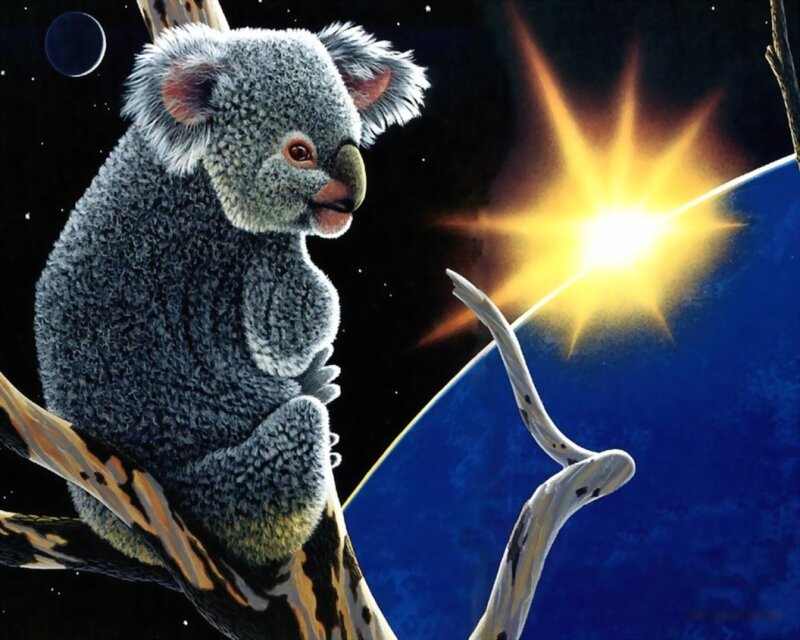 Koala in space