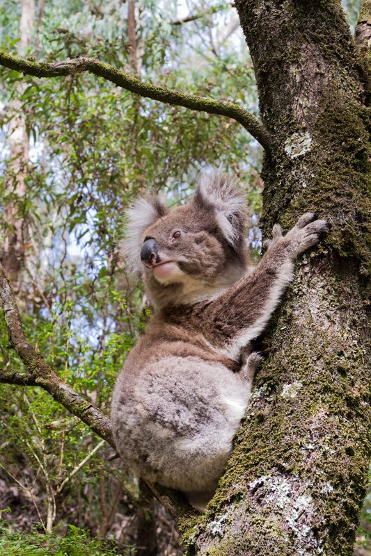 Koala in Tree — Brown, Calm