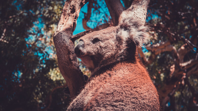 Koala in Tree — Brown