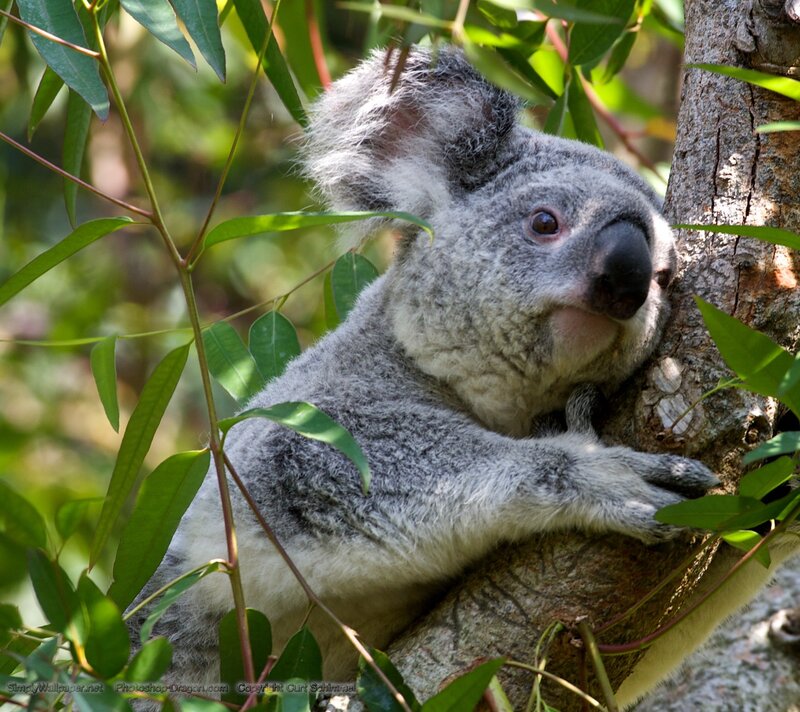 Koala in Tree — Gray, Calm, Afternoon, Photograph, Leaves, Green, Brown