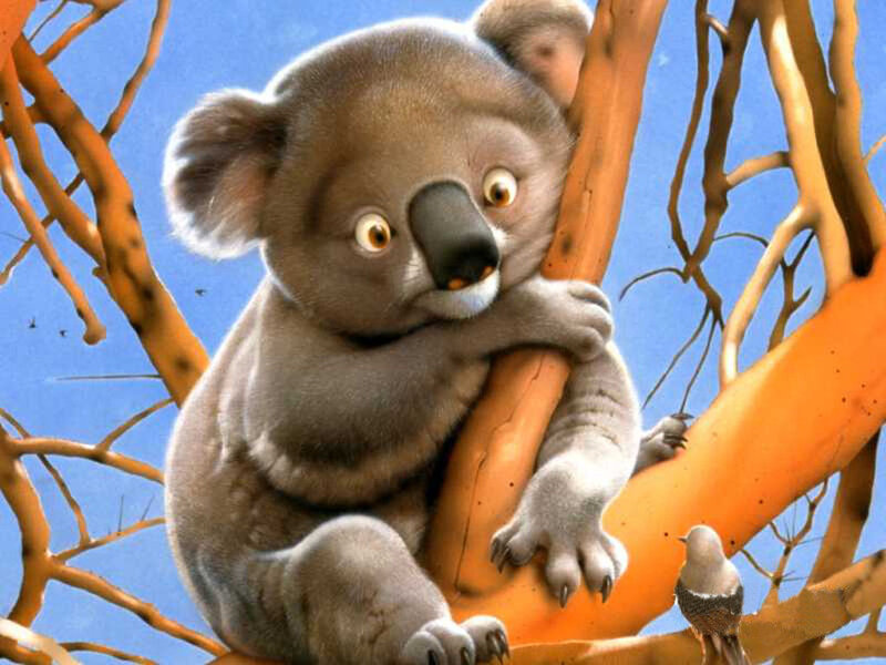 Koala in Tree — Gray, Calm, Afternoon