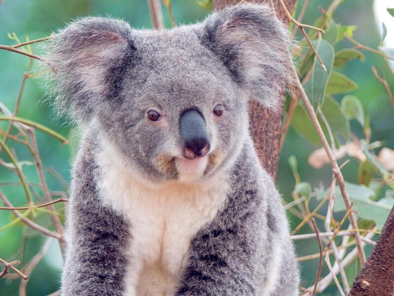 Koala in Tree — Gray, Calm, Photograph, Leaves, Green